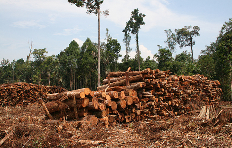 W/R: Wassa Amenfi Traditional Area Wages War On Illegal Lumbering