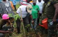 Fanteakwa North: Forestry Commission, Assembly, Chiefs And GES lead 400k Tree Planting