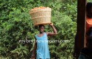 Fanteakwa South: Tomatoes Rot on Farms as Deplorable Roads Deter Buyers