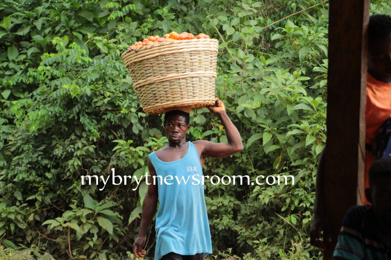 Fanteakwa South: Tomatoes Rot on Farms as Deplorable Roads Deter Buyers