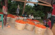 Fanteakwa South: High Absenteeism among Pupils during Tomatoes Harvesting Season