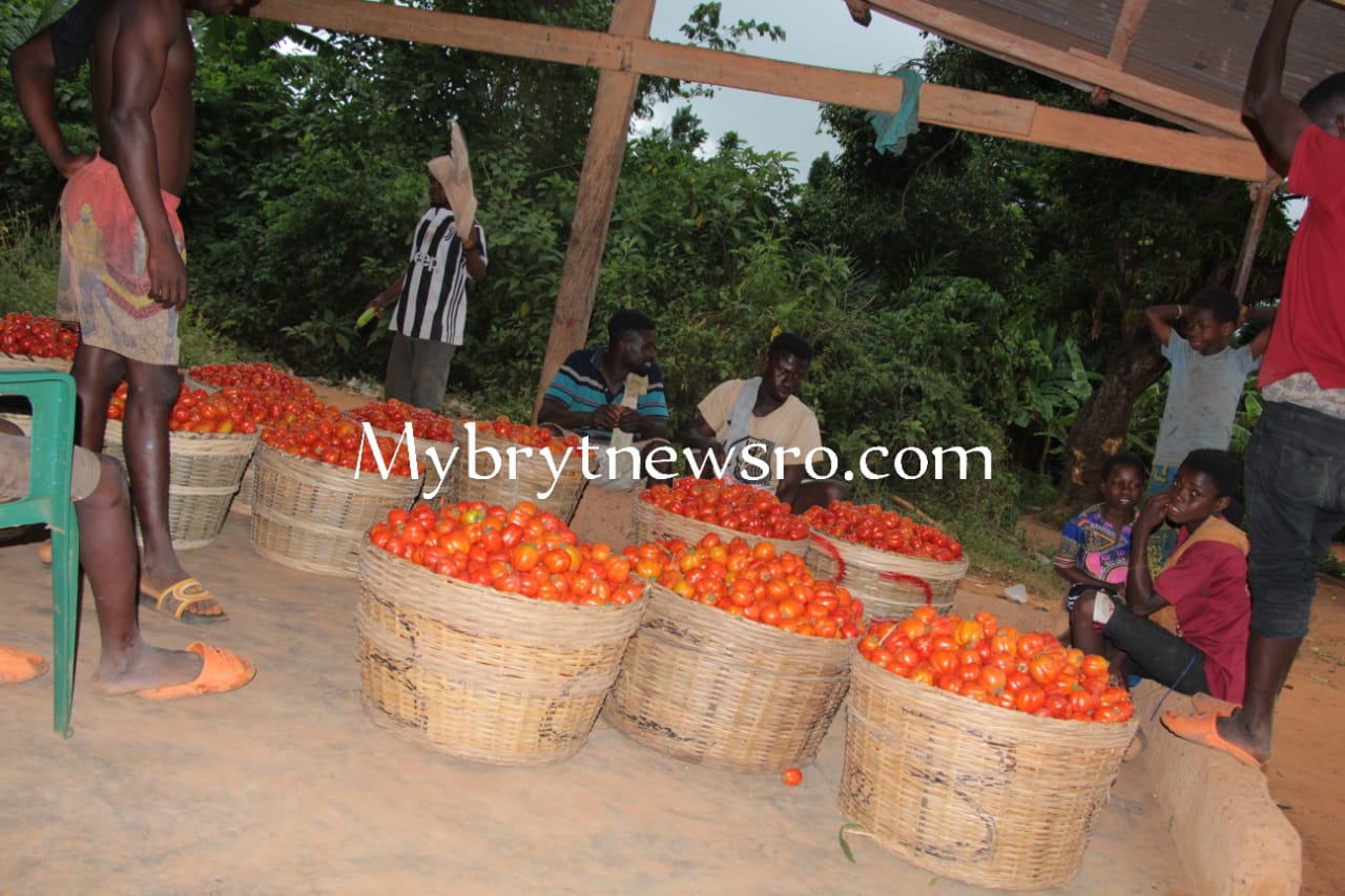 Fanteakwa South: High Absenteeism among Pupils during Tomatoes Harvesting Season