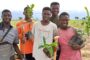 Green Ghana Project: What Are the States of Trees Planted In 2021 - Ghanaians ask Forestry Commission