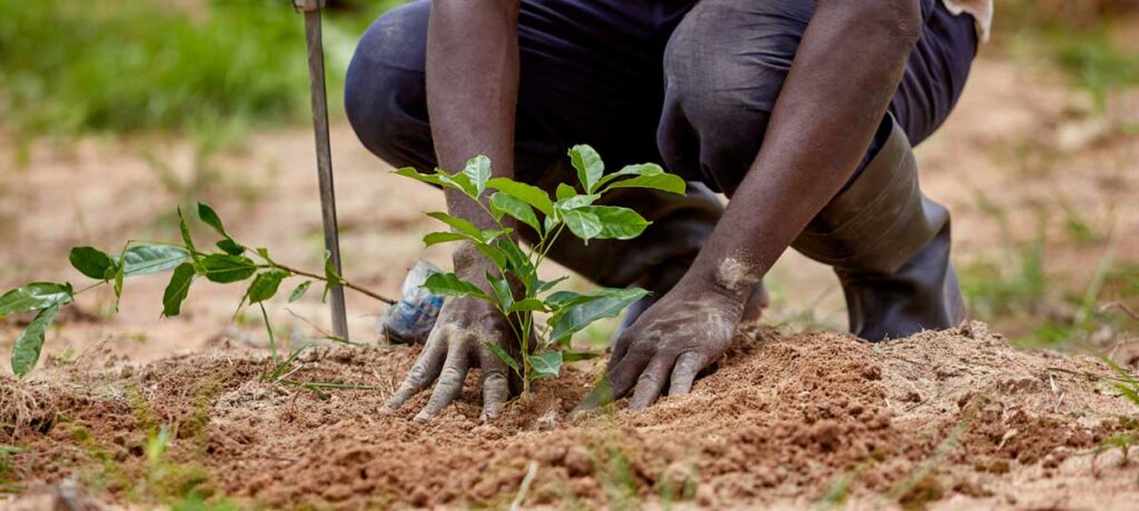 CCAL, WRC Restore Three Acres Of Adantem Stream Buffer In Kwasi Komfo