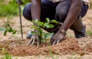 Western North: Bibiani Chief Leads Tree Planting Project For Beautification