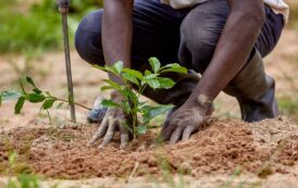 CCAL, WRC Restore Three Acres Of Adantem Stream Buffer In Kwasi Komfo