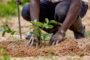 3.7 Million Tree Seedlings Raised For Planting in E/R