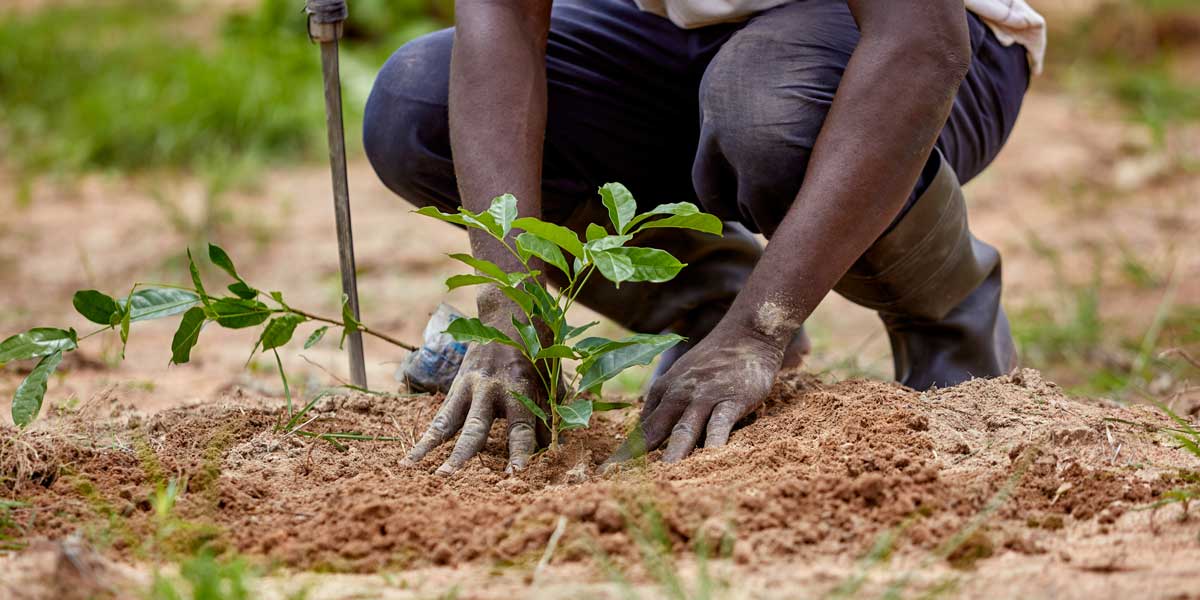 C/R: Effutu Traditional Council To Maintain Ramsar Site With Tree Planting In 2023 Aboakyir Festival