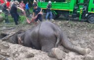 Thailand: Elephant And Baby Rescued From Trapping In A Manhole