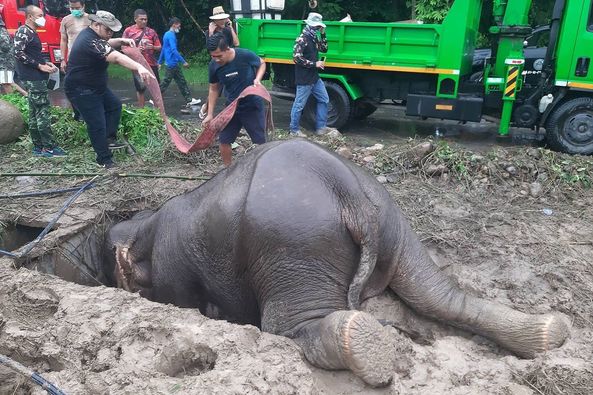 Thailand: Elephant And Baby Rescued From Trapping In A Manhole