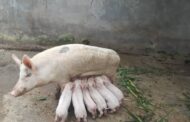 Pig Rearing: Fast Rising Business In Ghana Creating Jobs For The Youth
