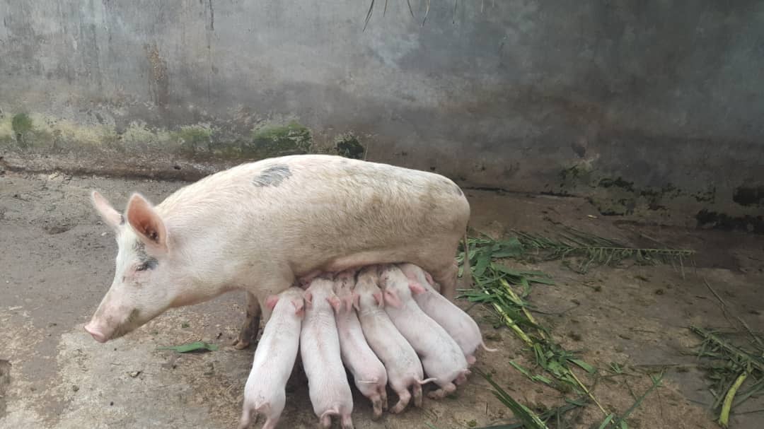 Pig Rearing: Fast Rising Business In Ghana Creating Jobs For The Youth