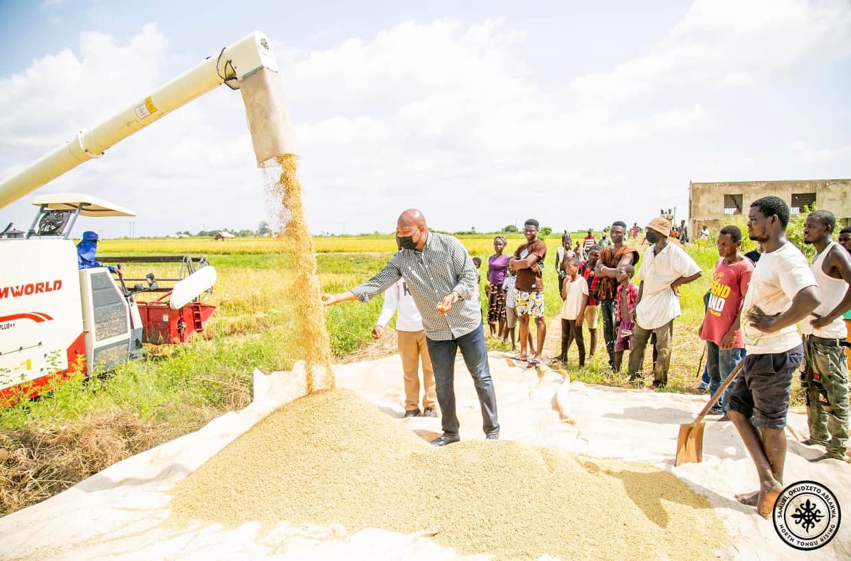 V/R: North Tongu Rice Farmers Save GHc500 For Every Hectare Due To MP's Power Tiller & Combine Harvester Services