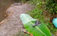 C/R: Akufo-Addo Found Dead After Drowning In Brafor Stream 