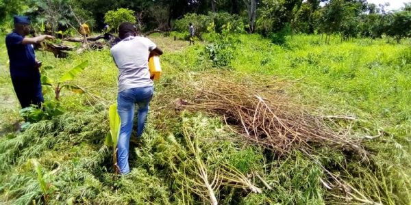 Western North: Sefwi Rastafarian Society Welcomes Legalisation Of Weed For Industrial Purposes