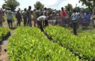 We Are Ready To Work With Government To Boost Cashew Production - CTEAG