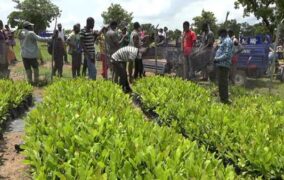 We Are Ready To Work With Government To Boost Cashew Production - CTEAG