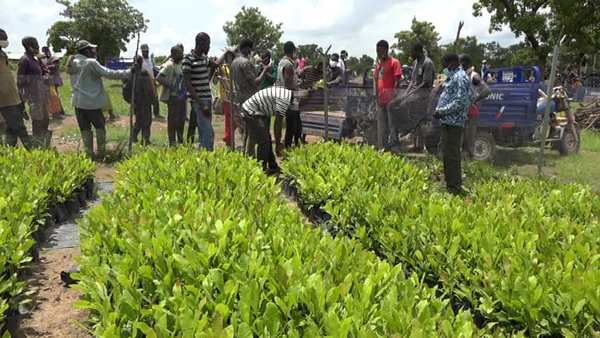 Over 3m Seedlings Distributed to Farmers in E/R - Minister