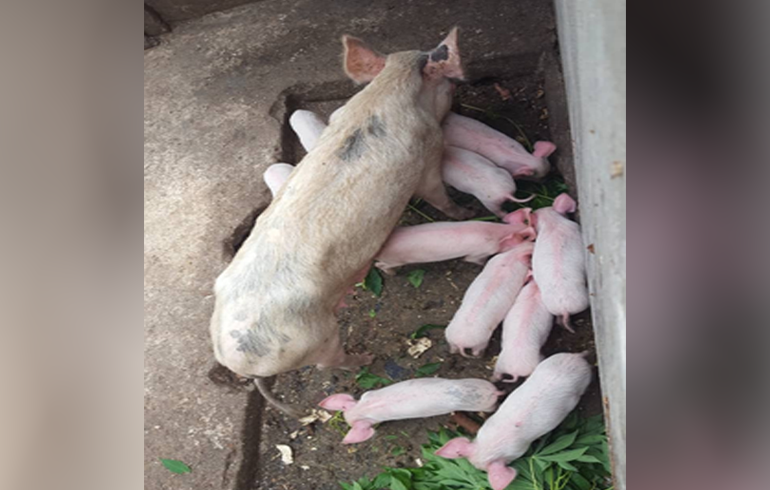 E/R: Farmers In New Juaben North Receives Piglets Under 'Rearing For Food And Jobs' Program