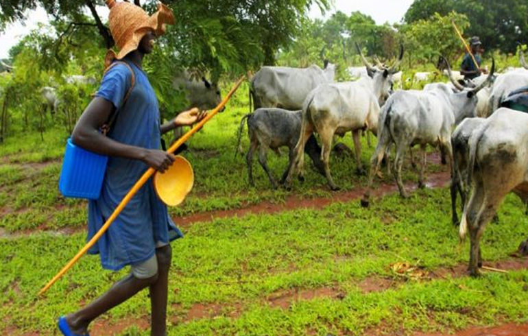 E/R: Cattle Of Fulani Herdmen Destroy NPP Chairman's Farm In Abuakwa North