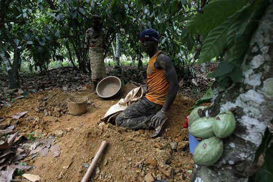 Place Ban on Mining in Cocoa Growing Areas - CCSR