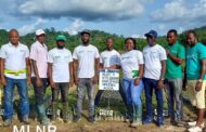Reafforestation: NAELP Provide 80K Jobs