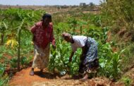 Planting for Food And Jobs: Western North Agriculture Department holds Regional Joint Sector Review