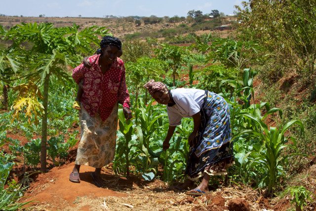 Planting for Food And Jobs: Western North Agriculture Department holds Regional Joint Sector Review