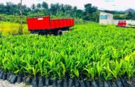 Mpohor MP Donates 22,000 Palm Kernel Seedlings To Farmers