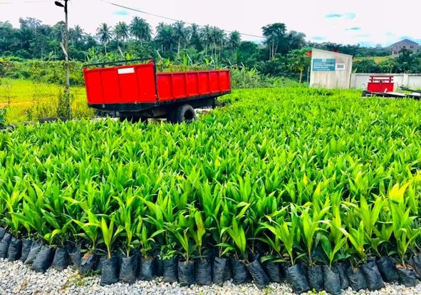 Mpohor MP Donates 22,000 Palm Kernel Seedlings To Farmers