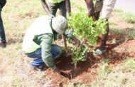 Accra: Planting Under the Green Streets Project Completed