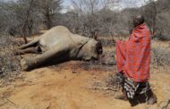 Kenya: Drought Kills 205 Elephants, Other Animals