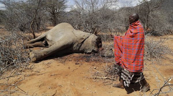 Kenya: Drought Kills 205 Elephants, Other Animals