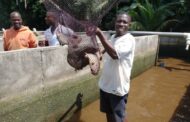 Come Join Me, Let's Do Fish Farming - Nkosuohene Lures Ghanaians