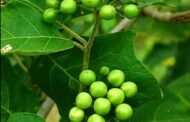 Exclusive: Health Benefits Of Turkey Berry (Abedru)