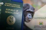 Sierra Leone To Replace ECOWAS Coat-Of-Arms On Passports With A Chimpanzee; Stirs Criticisms