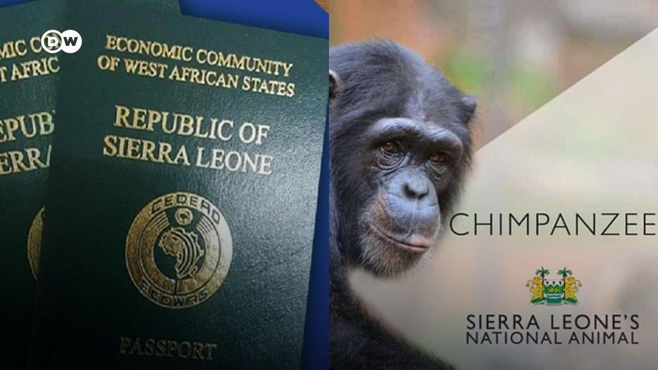 Sierra Leone To Replace ECOWAS Coat-Of-Arms On Passports With A Chimpanzee; Stirs Criticisms