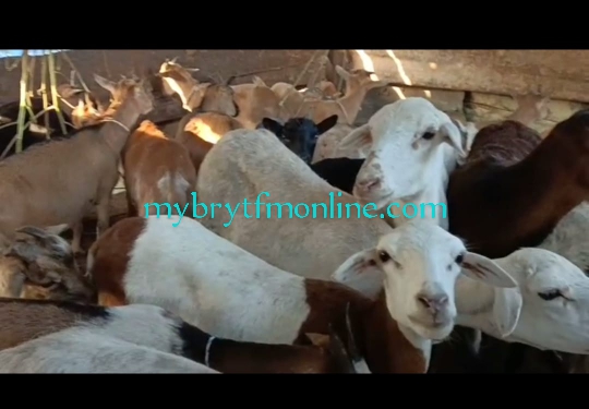 E/R: Goat Thieves Abandon Car After Involving In Accident In Front Of Police Station