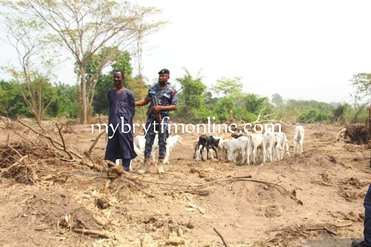 Abuakwa North : MUSEC Clash With Fulani Herdsmen