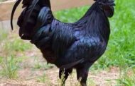 Ayam Cenami, The Black Chicken From Indonesia