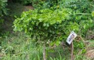 Green Ghana Project: 72% Of Seedlings Survived - Deputy Lands Minister