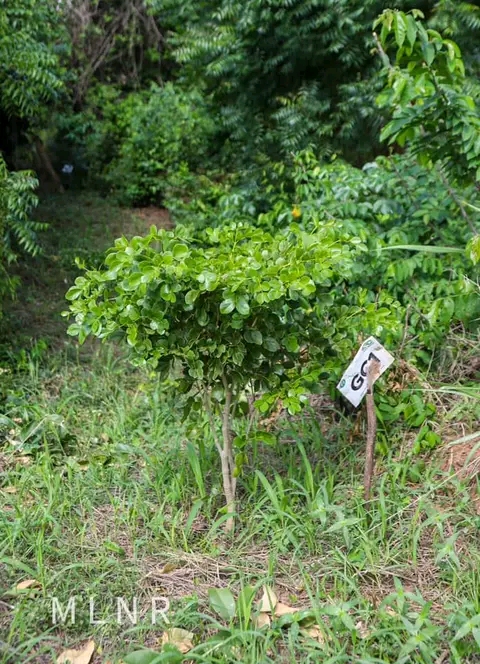 Green Ghana Project: 72% Of Seedlings Survived - Deputy Lands Minister