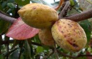 Indian Almond; Extensive Facts And Health Benefits