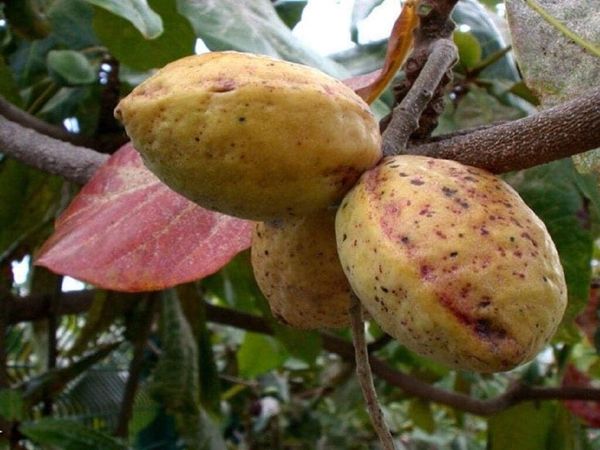 Indian Almond; Extensive Facts And Health Benefits