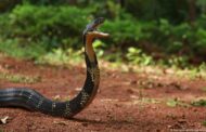 Snake On A Plane: SA Pilot Makes Emergency Landing