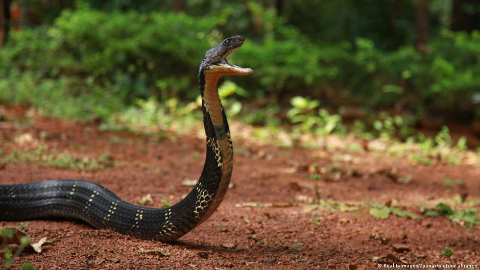 Snake On A Plane: SA Pilot Makes Emergency Landing