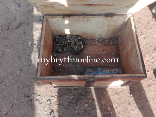 Nkurakan: Suspected 'Sakawa' Boys Return Snake To Alleged Ritualist After Failing To Vomit Money