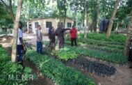 Green Ghana Day: Deputy Minister Inspects Seedlings