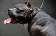American Bully XL Dogs: Suella Braverman Orders 'Urgent Advice' On Banning Breed