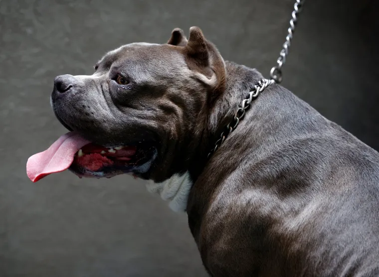 American Bully XL Dogs: Suella Braverman Orders 'Urgent Advice' On Banning Breed